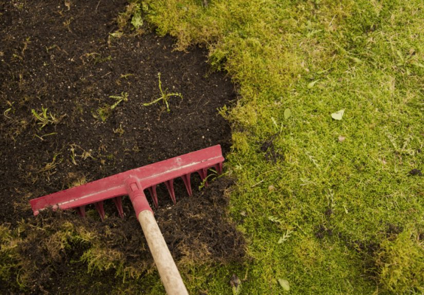 How To Get Rid of Moss in Your Lawn