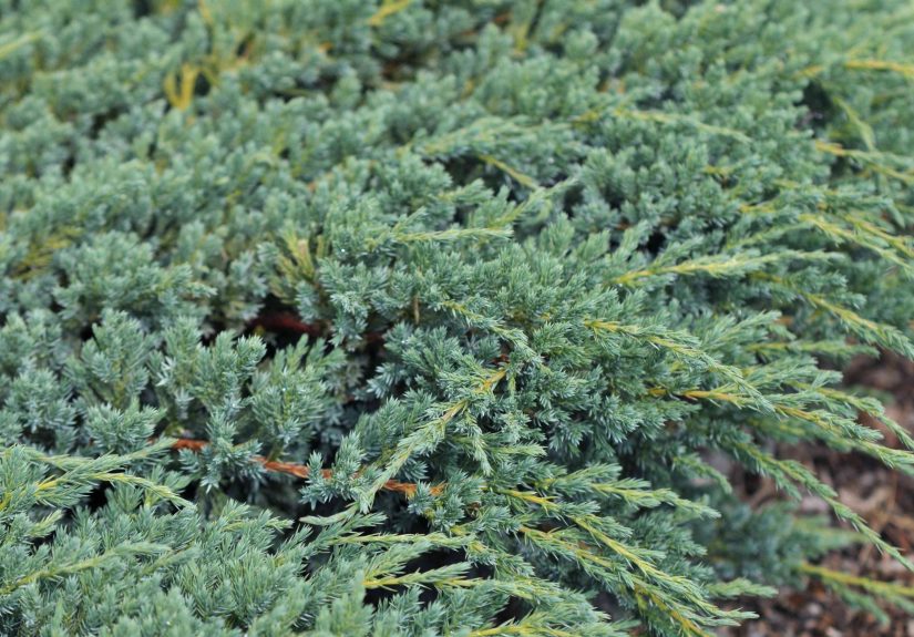 How to Grow and Care for Creeping Juniper