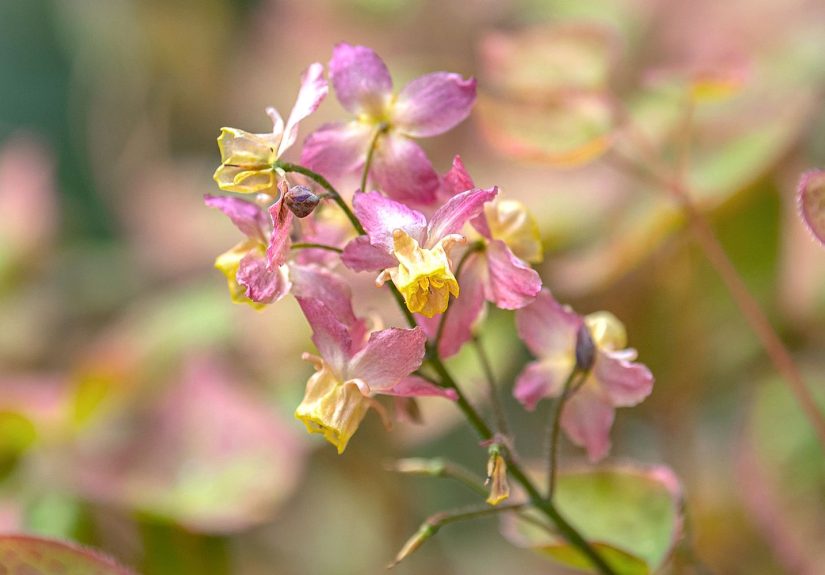 How to Grow and Care for Epimedium: A Comprehensive Guide