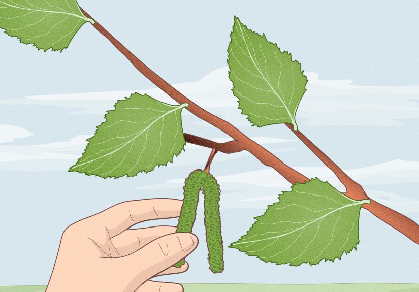 How to Identify Different Species of Birch Trees: 6 Species