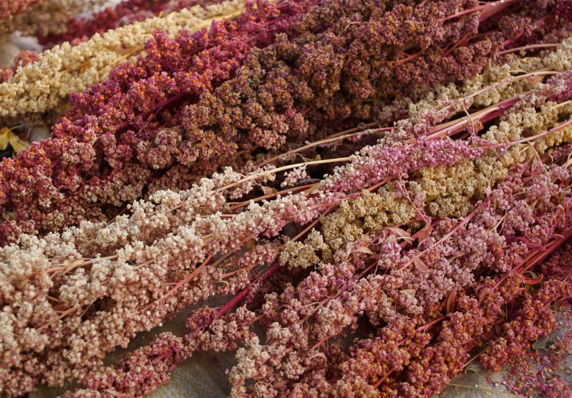 How to Plant and Grow Quinoa