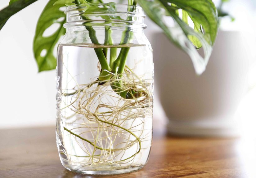 How to Propagate a Swiss Cheese Plant (Monstera Adansonii)
