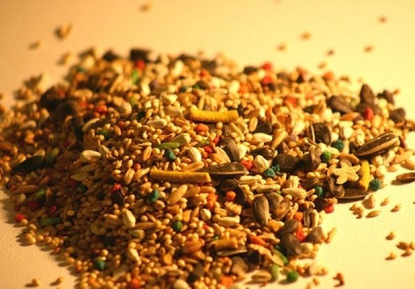 How to Sterilize Bird Seed