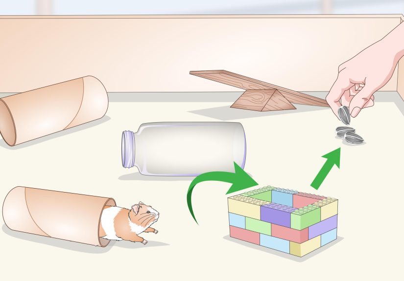 How to Teach a Hamster Tricks: 15 Steps
