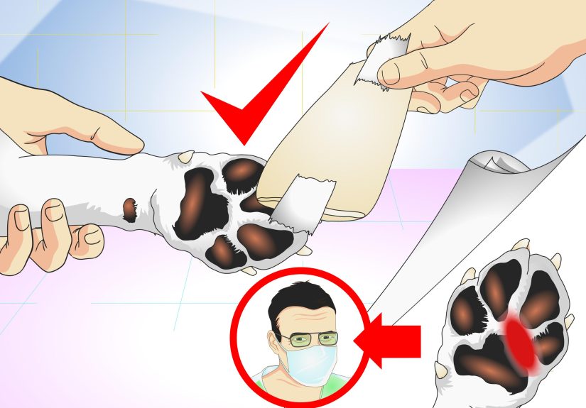 How to Treat Dog Splinters: 12 Steps