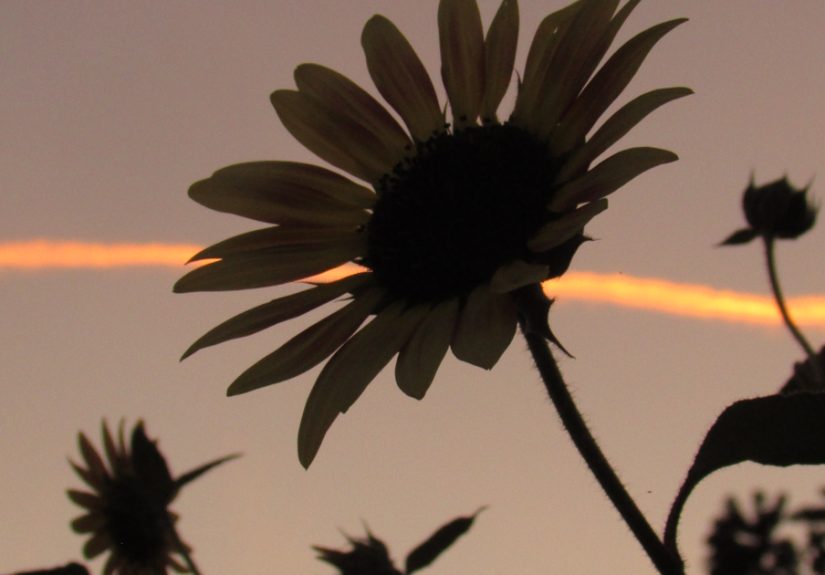 I Am A 12-Year-Old Who Just Wants To Spread Joy With My Photography