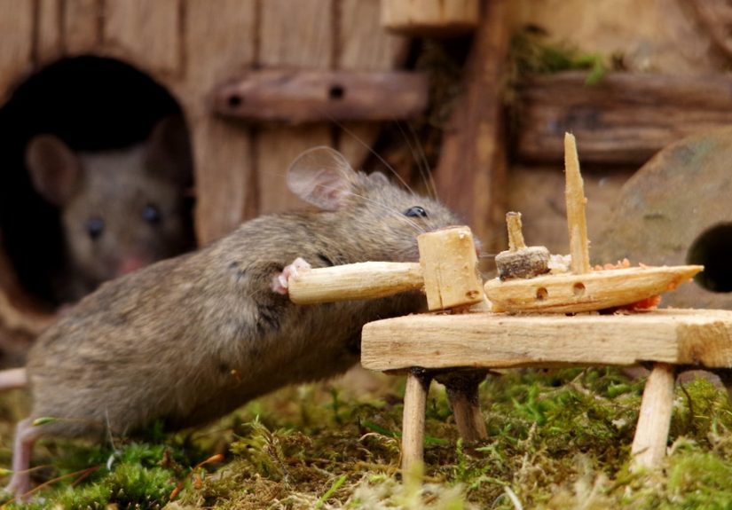I Built A Little World In My Garden For Mice To Live In, And They’re Thriving (30 Pics)