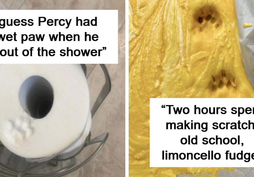 “I Turned My Back For One Second”: 50 Cute Cat Paw Prints That Prove Cats Truly Don’t Care And Never Did