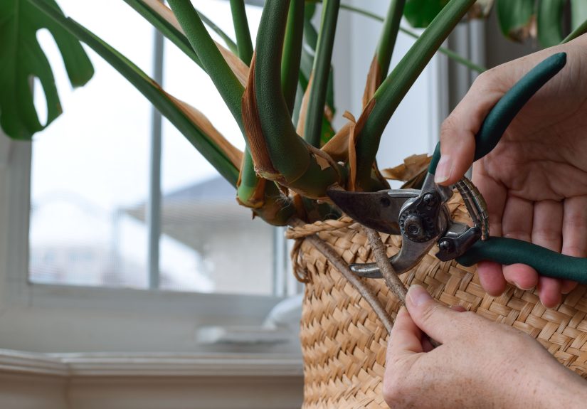 Is It OK to Trim Off Monstera Aerial Roots? Houseplant Experts Weigh In