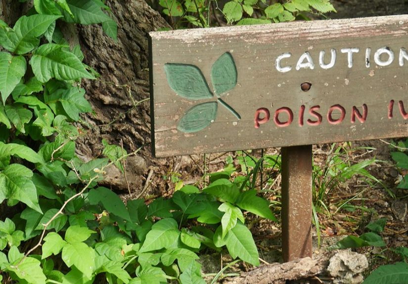 Is Poison Ivy Contagious? How It Spreads