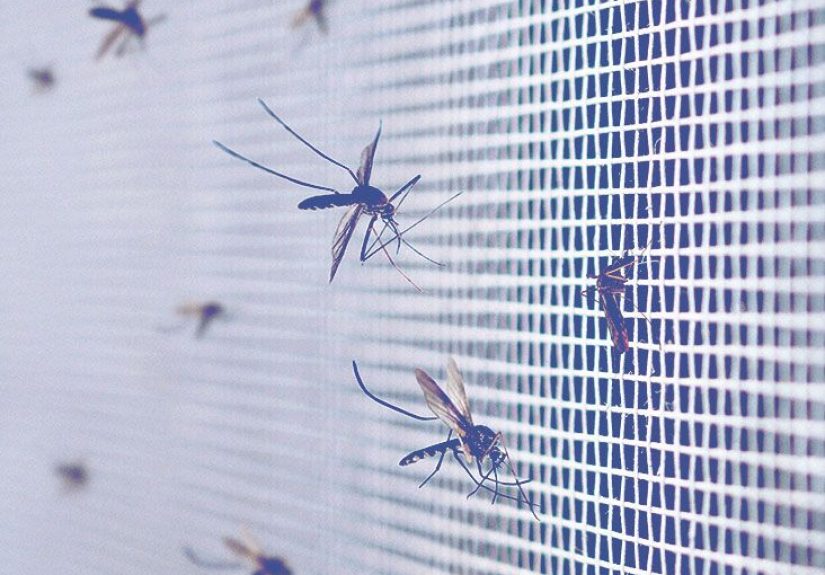 Mosquito viruses: Types, symptoms, and treatments