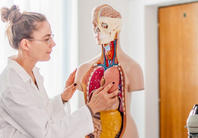 Organs on Left Side of Body: Inside and Out, From Head to Toe