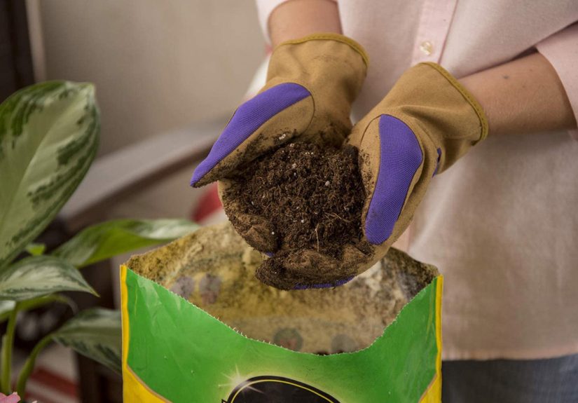 The Best Soils for Monstera - Picks from Bob Vila