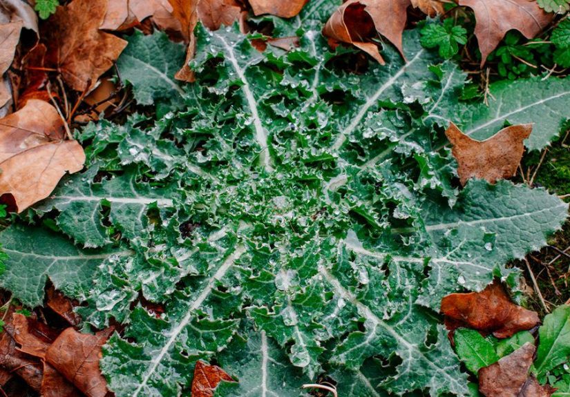 Wild Lettuce (Lactuca virosa): Pain Relief, Benefits and Risks