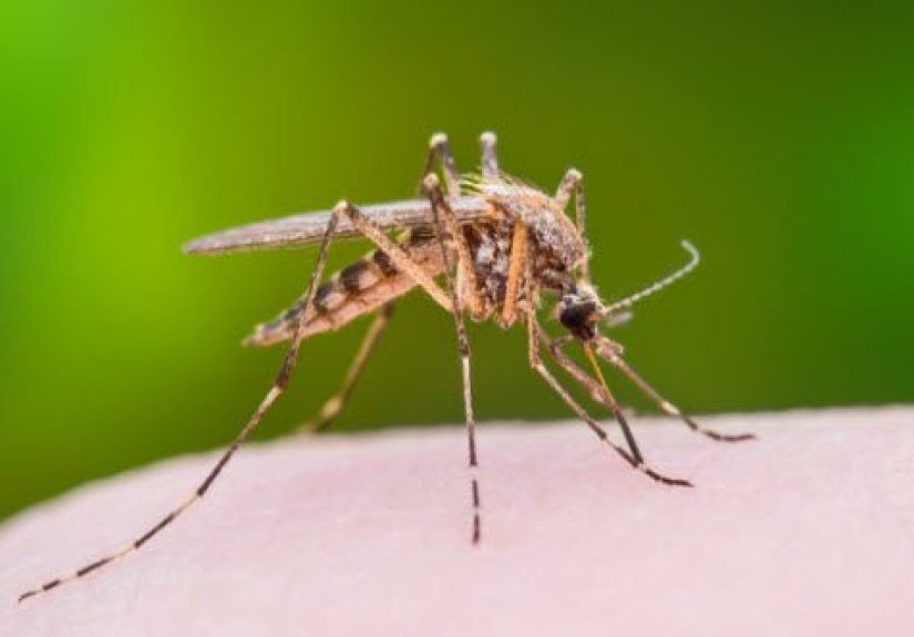 10 Animals Humans Are Driving To Extinction On Purpose