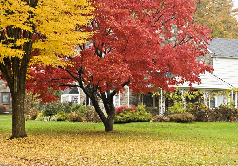 10 Essential Tasks You Should Do Now to Prepare Your Lawn for Fall