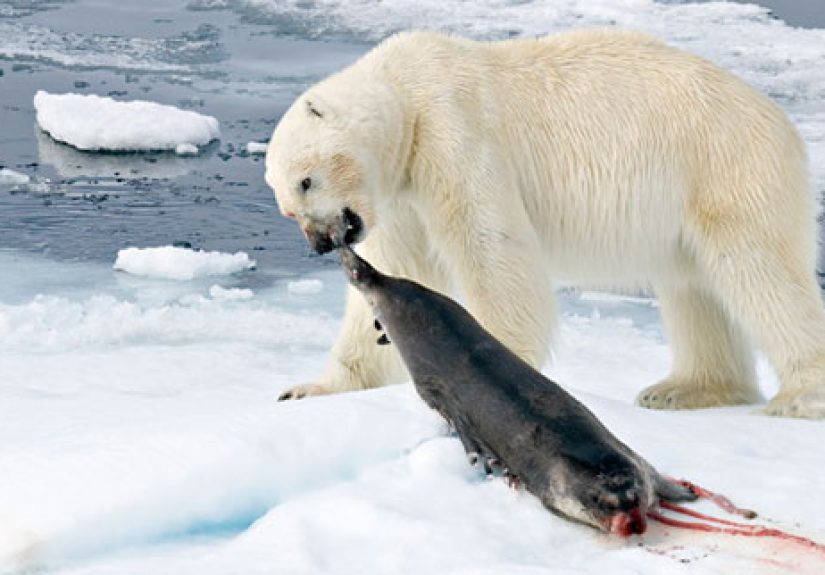 10 Infrequently Suspected Deadly or Vicious Animals