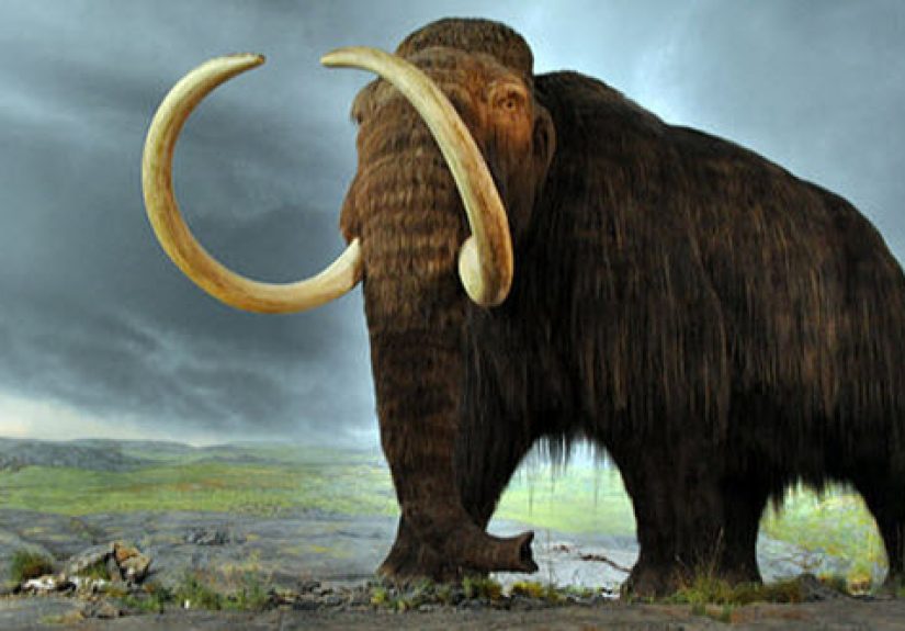 10 Unexpected Things Scientists Made Using DNA