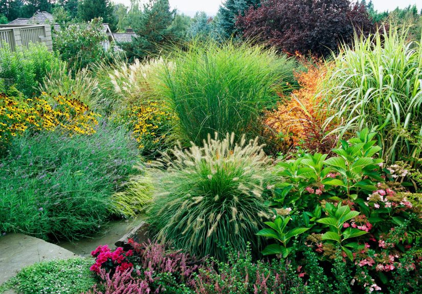 15 Beautiful Ways to Use Ornamental Grasses in Your Garden