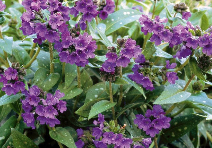 17 Deer-Resistant Shade Plants That Will Brighten Up Your Garden