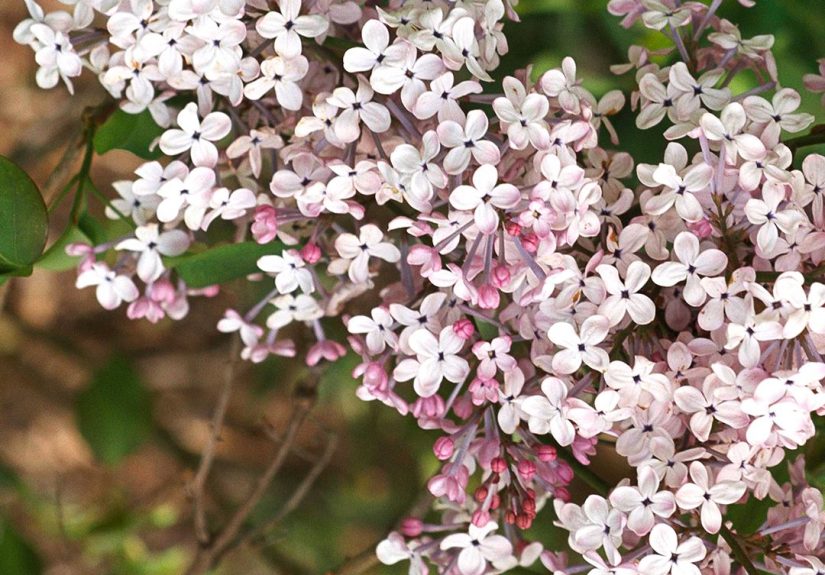 19 Easy-Care Shrubs to Use as Hedge Plants for Outdoor Privacy