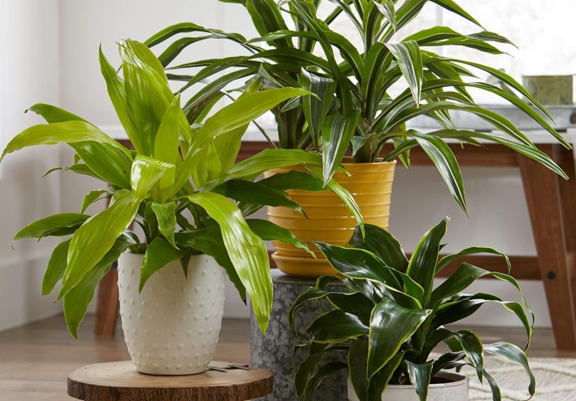 25 Easy-Care Houseplants for Beginners