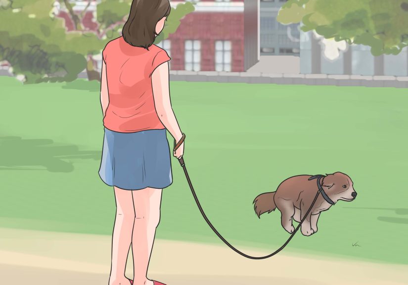 3 Ways to Give a Dog an Enema