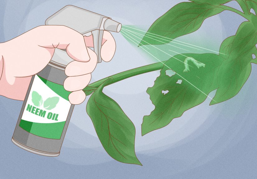 3 Ways to Take Care of Inchworms