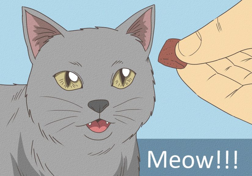 3 Ways to Teach Your Cat to Do Tricks