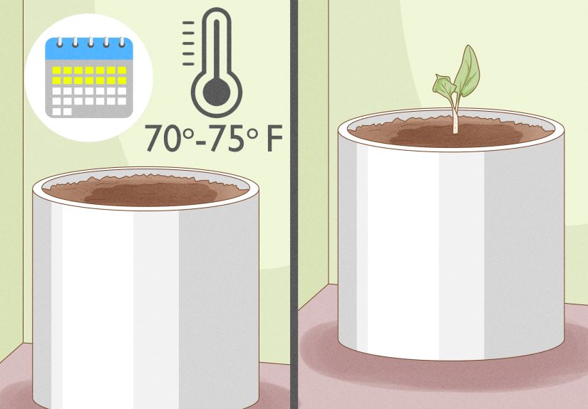 4 Simple Ways to Grow a Calla Lily Indoors