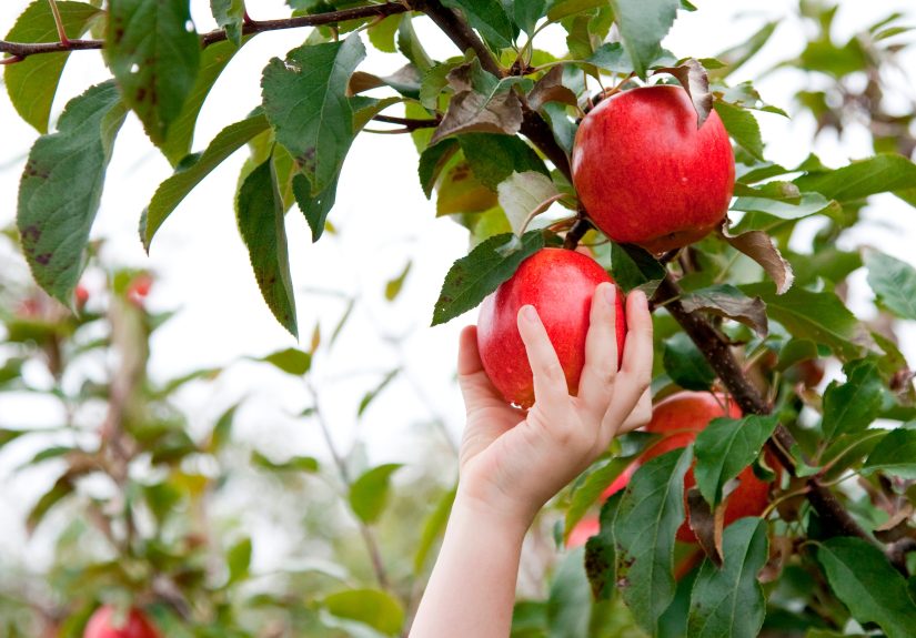 7 Apple-Picking Mistakes That Can Ruin Your Harvestand What to Do Instead
