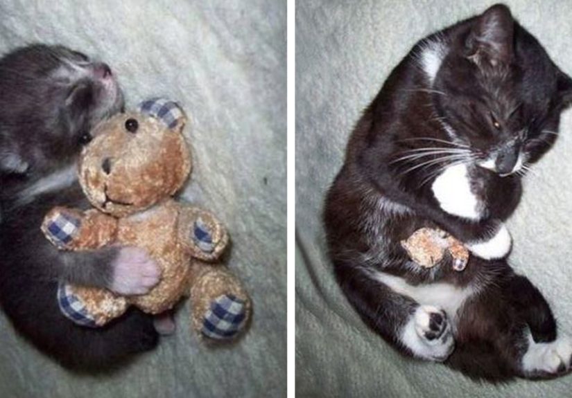 73 Before-And-After Photos Of Pets Growing Up With Their Toys
