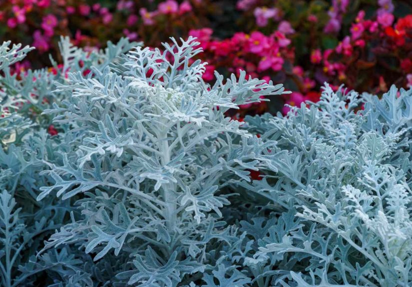 8 Hardy Container Plants You Can Leave Outside All Winter Long