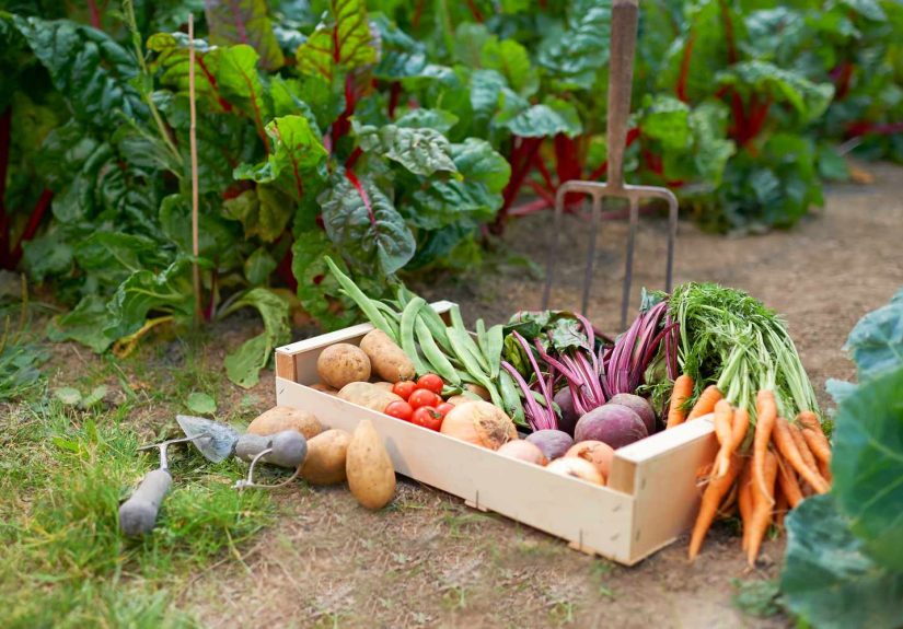 8 Vegetables You Can Plant Right Now and Still Harvest Later This Fall