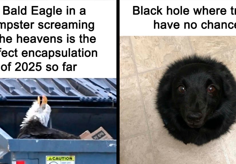 80 Adorable Posts From “Grumpy Animal Memes” That Might Make You Want To Adopt Another Pet ASAP