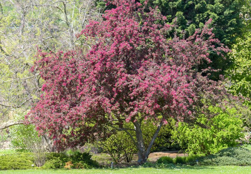 9 Ornamental Trees and Shrubs With Purple Leaves