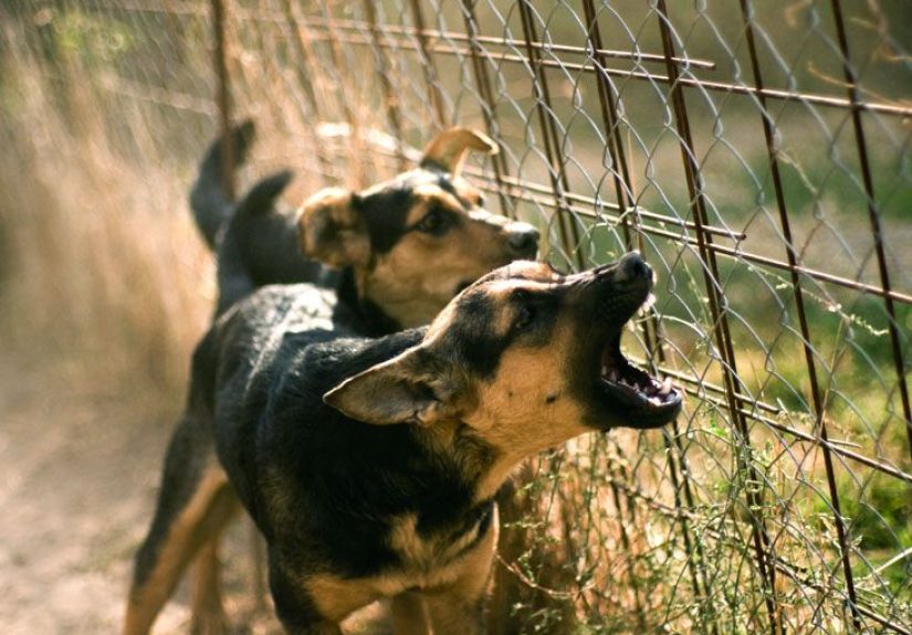 Animal Bite Infections: Definition and Patient Education