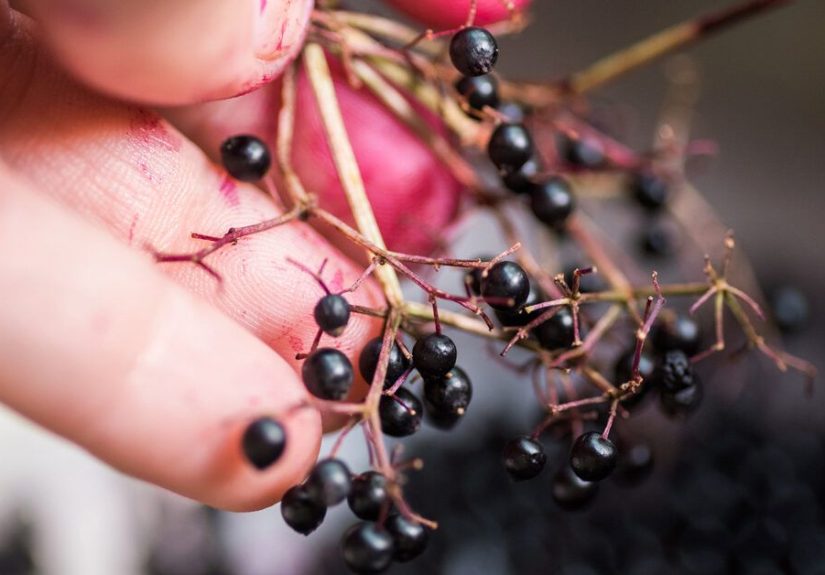 Elderberry While Pregnant: What to Know About Safety