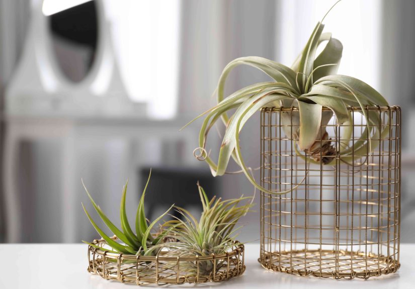 Everything You Should Know About Air Plants