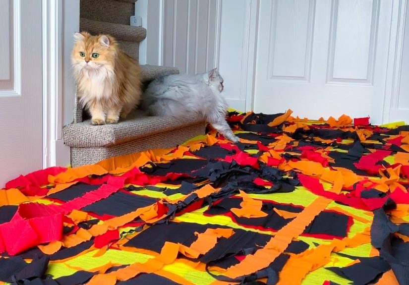 Hey Pandas, Post The Funniest Photo Of Your Pet :)