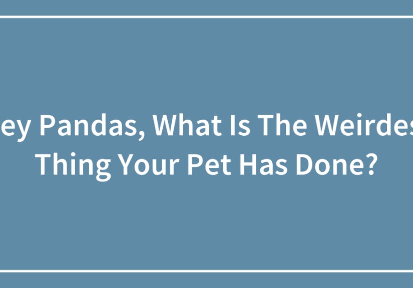 Hey Pandas, What Is The Weirdest Thing Your Pet Has Done? (Closed)