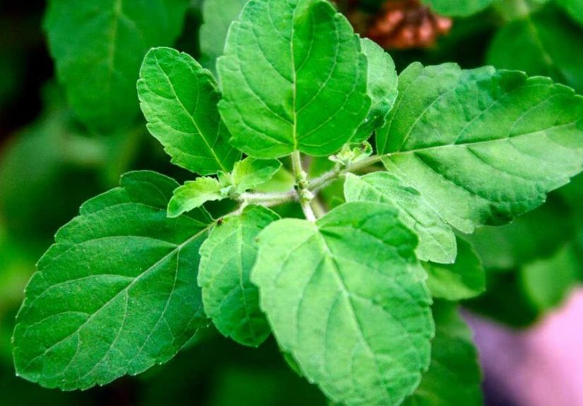Holy Basil: Benefits for Your Brain and Your Body