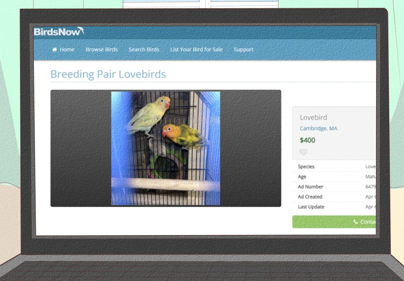 How to Care for a Lovebird: Housing, Food, & Maintenance