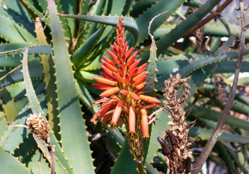 How to Grow and Care for Aloe Ferox