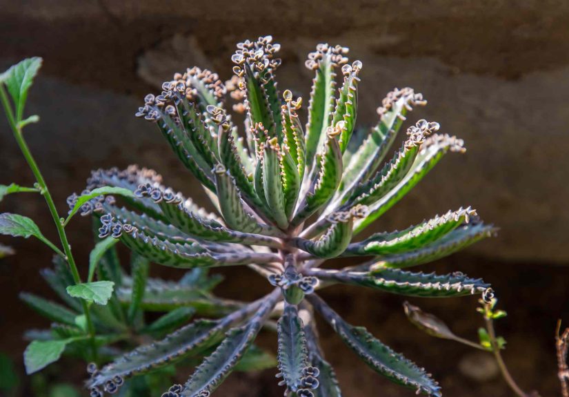 How to Grow and Care for Kalanchoe Delagoensis (Chandelier Plant)