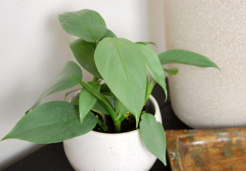 How to Grow and Care for Philodendron Silver Sword