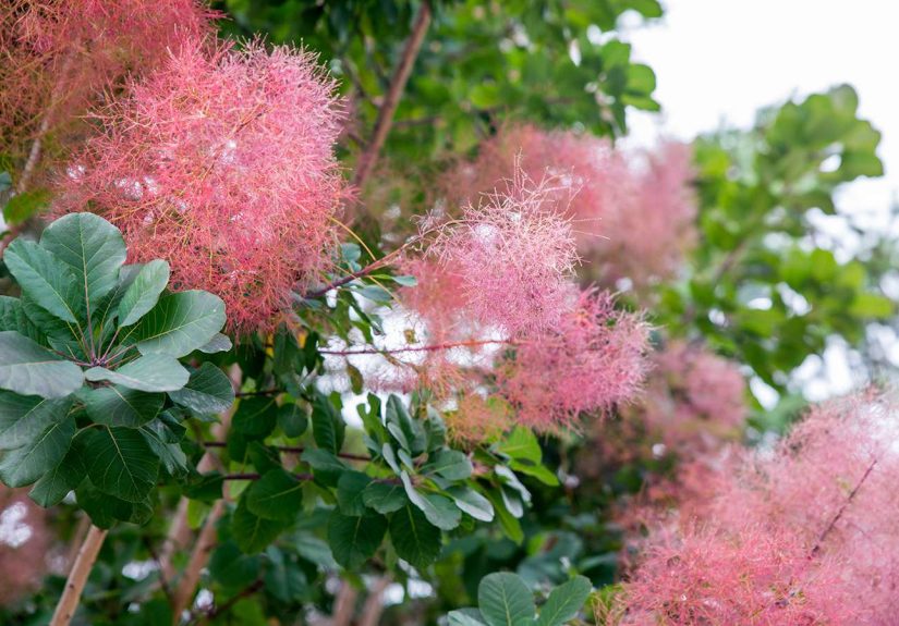 How to Grow and Care for Smoke Bush Plant