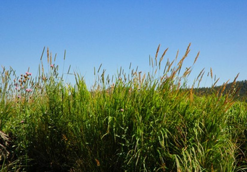 How to Grow Grass in Southern California