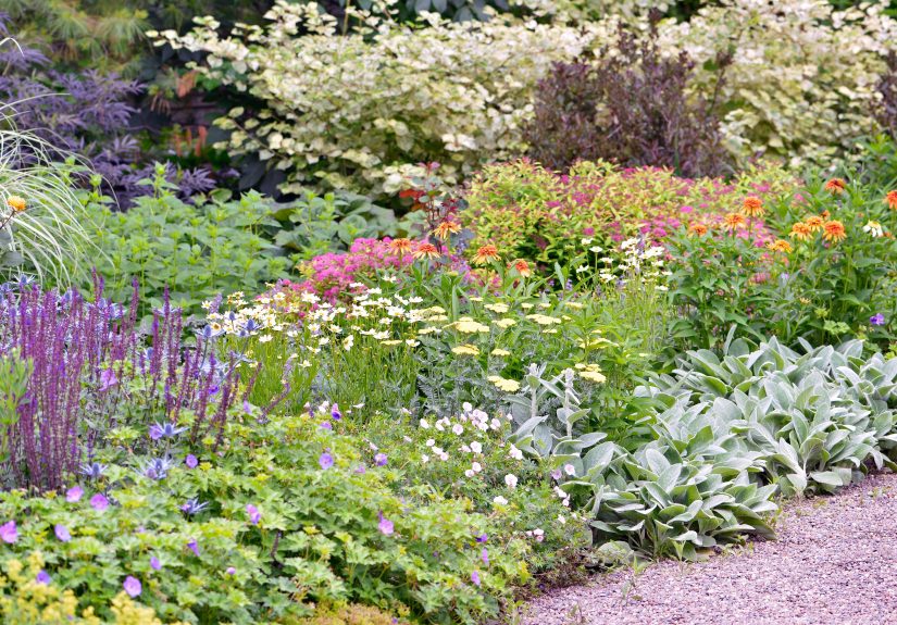 How to Plant a Border Garden that Will Add Color to Your Landscape