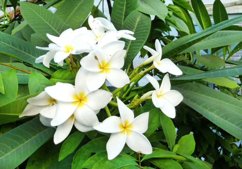 How to Plant and Grow a Plumeria Tree for Fragrant Flowers